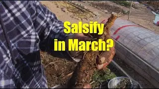Late Winter Salsify Harvest (+Bonus Beets)