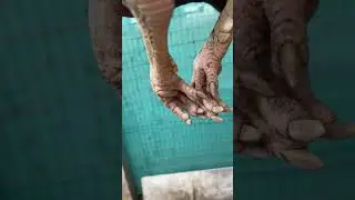 Sethuva