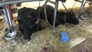 Canadienne Cow - Canada Agriculture and Food Museum