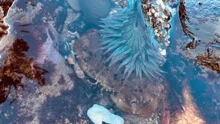 Saying &lsquo;beach, bye&rsquo; to 2025 &ndash; and Tidepooling respectfully, no rock-hopping on wildlife 💛