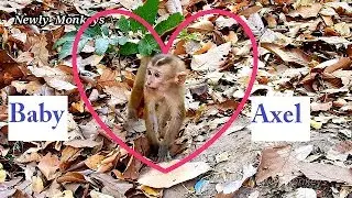 Welcome to Amber group Axel | Axel was abandon from his owner