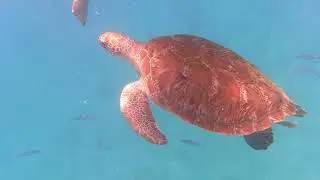 Barbados Caribbean Island 2021
