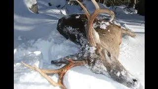 Big Woods Hunting MA Buck Snow Tracking