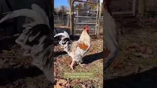 Splash Copper Marans Rooster 😍