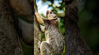 Big Squirrel 🐿️ |@NatureFrameStudios