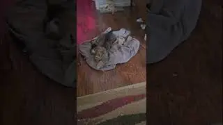kitten and #bunny playing  #short