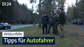 Tipps von Polizei und J&auml;gern rund um Wildunf&auml;lle | Abendschau | BR24