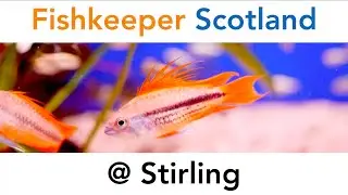 Fishkeeper Scotland @ Stirling
