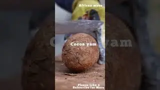 The secret of cocoa yam nobody talks about. #explorepage #youtubeshorts #trending #health