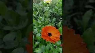 The Silent Poetry of Nature 🌿✨ Flowers, Serenity & Pure Relaxation