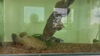 Marble goby fight! . 28 inch vs 24 inch part 1