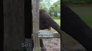 Perintah Prabowo: Pulihkan Habitat Gajah di Tesso Nilo