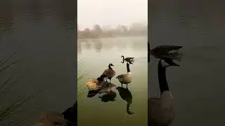 Canada Geese 🖤🤍🤎&nbsp;#goose&nbsp;#geese&nbsp;#canadagoose&nbsp;#canadageese&nbsp;#bird&nbsp;#birds&nbsp;#birdwatching&nbsp;&nbsp;#park&nbsp;#nature