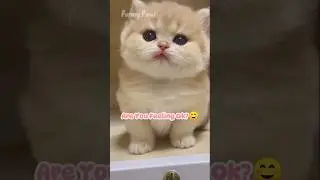 Are You feeling Ok? ☺️🥰 #cute #kitten #catlovers #meow #wonderfulday #funnycat #shorts #paws