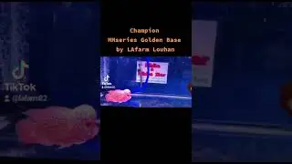 Louhan Juara MMseries Golden Base SuperGenetic