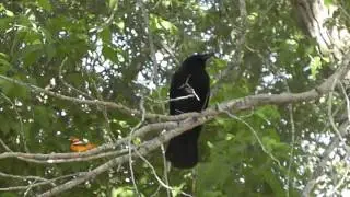 Bullock's Oriole vs American Crow