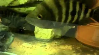 Amphilophus flaveolus pair with fry