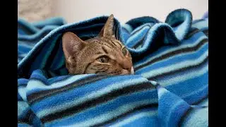 Funny Cats ✪ Cute and Baby Cats Videos Compilation |CAT LOVERS CLUB |&nbsp;()