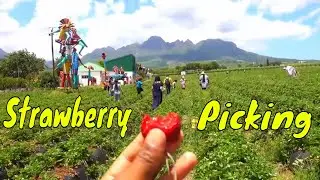 Kids Activities in Cape Town: Strawberry Picking
