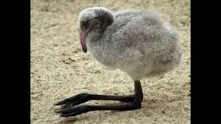 nook's cranny but played alongside pics of awkward baby birds