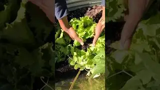 Discover the Art of Backyard Lettuce Harvesting #shorts #lettuce #garden