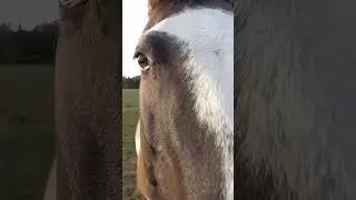 Callin' em in for Dinner #horsecare #love #animals #horse #relaxing #rescue