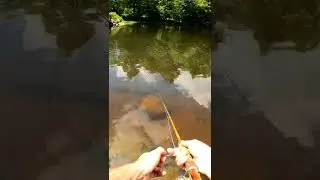 КАК ЛОВИТЬ РЫБУ НА ПОППЕР #шорты