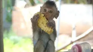 Baby Niki has a skin allergy… Grandma is taking care of baby Niki, giving her corn to eat