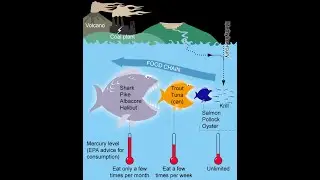 Biomagnification Model