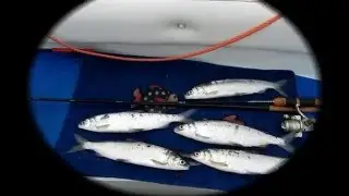 Lavarelli a sonda col cannino