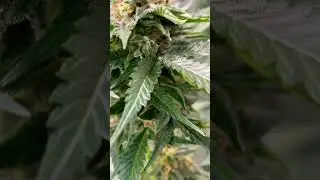 G14 Auto // 42Fastbuds // #420 #42fastbuds #biobizz