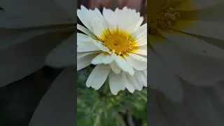 Daisy flower #flowers #worldofflowers #viral #daisy