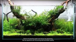 [English] TWINSTAR NANO