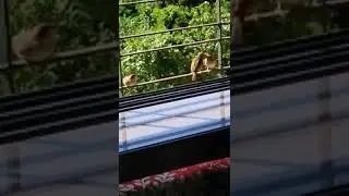 WINDOW BIRDING, SPARROW CAPTURED ON MOBILE CAMERA FEEDING ITS CHICK. Kiran Naik