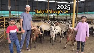 Bakrid Sheep's 2025 //MD Mubashir Vlogs//IGF GOAT FARM ✨️❤️ #bakrid #sheep