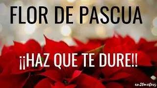 LOS SECRETOS PARA QUE NO SE MUERA LA FLOR DE PASCUA (Nochebuena Poinsettia Euphorbia) || en20metros