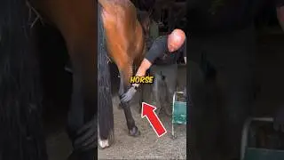 Sigma SAVES HORSE!🐴 #shorts
