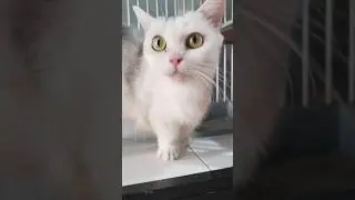JENNY the short leg #shorts #cats #cat #kitten #catvideos #cute #cutecat #animals #funny #pets