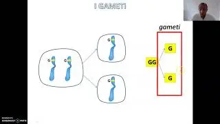 Spiegazione della prima e della seconda legge di Mendel