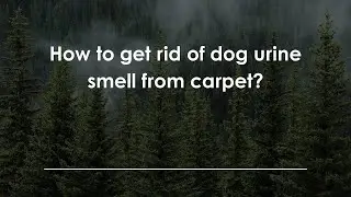How to get rid of dog urine smell from carpet?