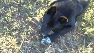 MOV00334