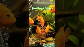 Why Blood Parrot Cichlid Eggs Turn White 😢🐠  #fish #fishkeepinghobby #exoticaquariumfish#viral