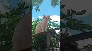 #vidanomato #fazenda #gatos #vidanaro&ccedil;a #fazenda #vidanointerior