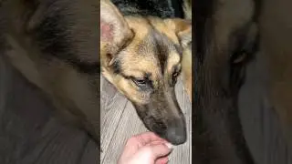 Лары на кровати #dog #суперсобака #немецкаяовчарка #germanshepherd