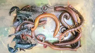Catch a Giant 1 Big Centipede And 4  Scorpions red-Millipedes black millipede white Millipedes 