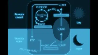 Crassulacean Acid Metabolism (CAM) pathway