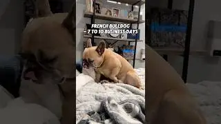 Better be fast for number 4 😮#dogsoftiktok #guarddogs #frenchbulldog #comedy #selfdefense