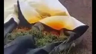 Ag Bag Gassing (Rye)