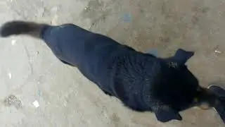 Hungary streets dog..