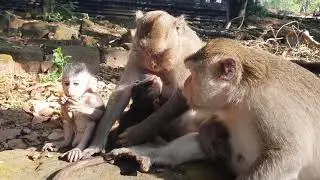 Wildlife monkeys in Amber troop P148